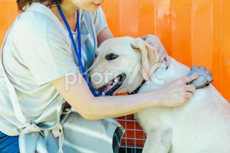 犬の毛並みを整える女性 愛犬,ペット,ブラッシングの写真素材