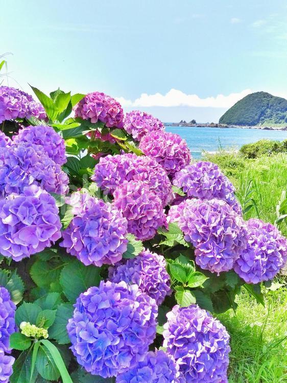 海辺のアジサイ 花,植物,自然の写真素材
