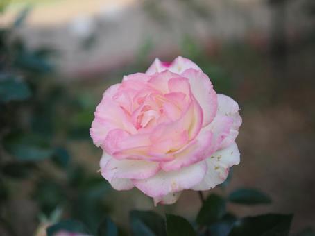 バラ園にて綺麗な薔薇を撮った写真です バラ園にて綺麗な薔薇を撮った写真ですの写真
