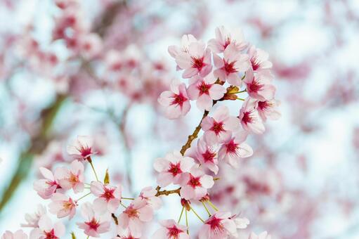 満開に咲き誇る陽光桜の美しい春景色 11 桜の花,ピンクの桜,陽光桜の写真素材