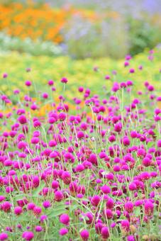 夏のお花畑-3 夏のお花畑-3の写真