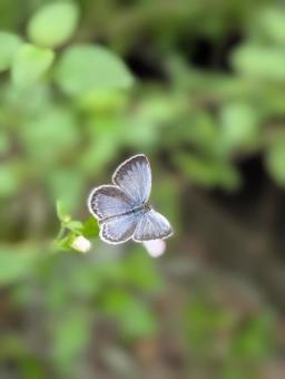 ヤマトシジミ蝶 ヤマトシジミ蝶 ヤマトシジミ,蝶,昆虫の写真素材