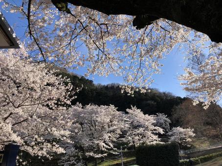 桜が咲く公園 桜が咲く公園の写真