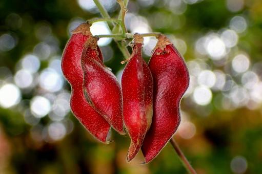 トキリマメ トキリマメ,豆,赤い豆の写真素材