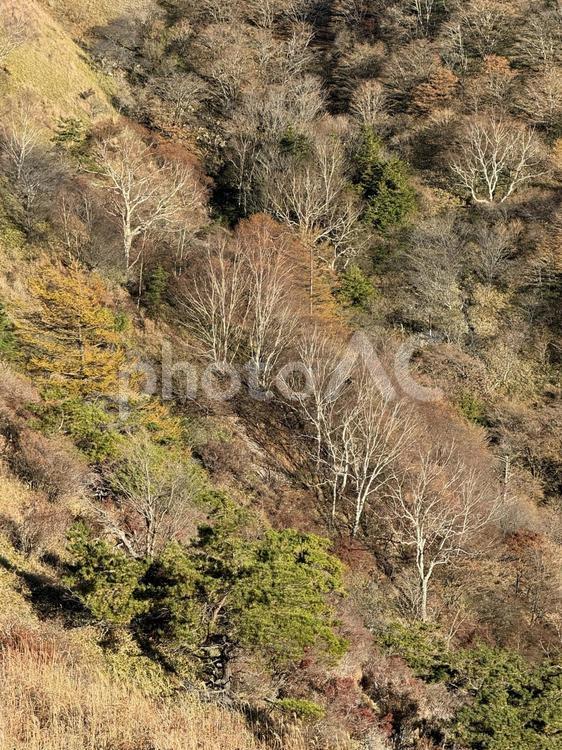 秋の鉢伏山の斜面 秋,鉢伏山,斜面の写真素材