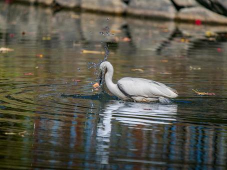 水辺のコサギ コサギ,鳥,野鳥の写真素材