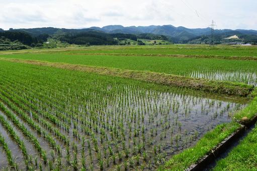 初夏の水田 山形県庄内 初夏の水田 山形県庄内 初夏の水田,初夏の田園,初夏の田んぼの写真素材