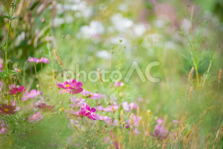 コスモスのある風景 コスモス,花,花びらの写真素材