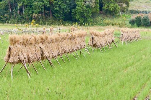 稲刈り後に藁を棒にかけて干す稲架掛け 稲刈り後に藁を棒にかけて干す稲架掛け イネ,藁,干すの写真素材