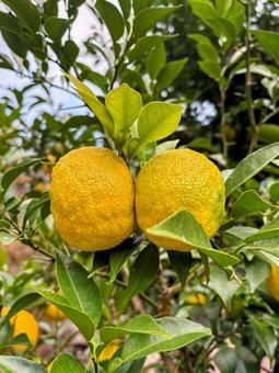黄色いゆずの実 自然,木,ゆずの写真素材
