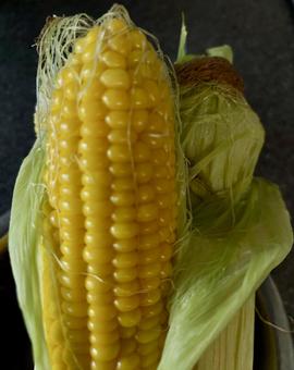茹でたてとうもろこし 茹でたてとうもろこし 野菜,とうもろこし,トウモロコシの写真素材