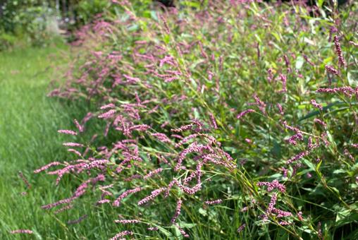 満開を迎えたピンク色のイヌタデの花 満開を迎えたピンク色のイヌタデの花の写真