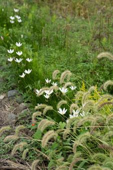 タマスダレとねこじゃらし タマスダレ,ゼフィランサス,ねこじゃらしの写真素材