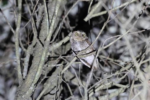 タイワンコノハズク タイワンコノハズク,フクロウ,野鳥の写真素材