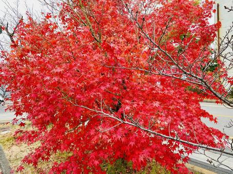 紅葉 紅葉の写真