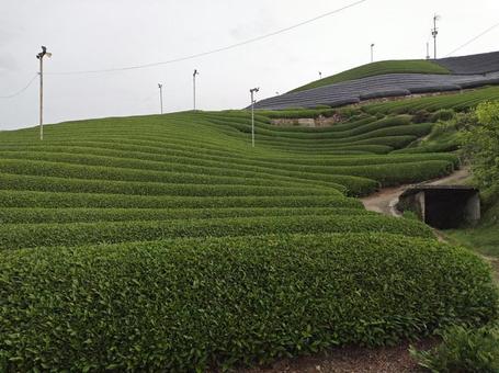 茶畑 茶畑 茶畑,お茶,農家の写真素材