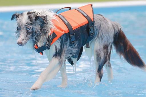 シェルティ シェルティ 犬,ペット,シェルティの写真素材
