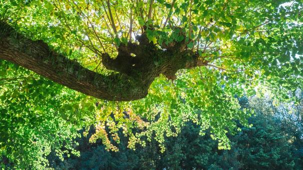 枝葉 green,みずみずしい,秋の写真素材