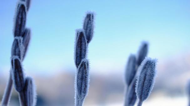 霜がついた百合の実 冬,雪,年賀状の写真素材