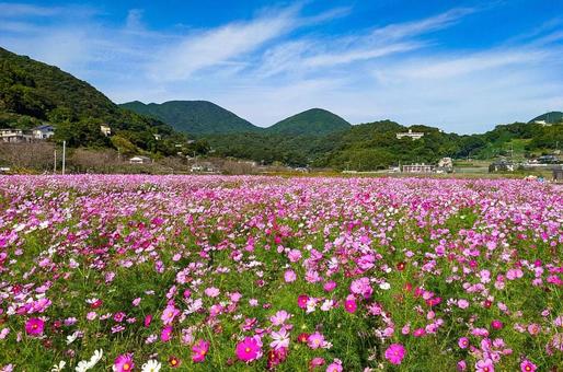 田結のコスモス コスモス,秋桜,コスモス園の写真素材