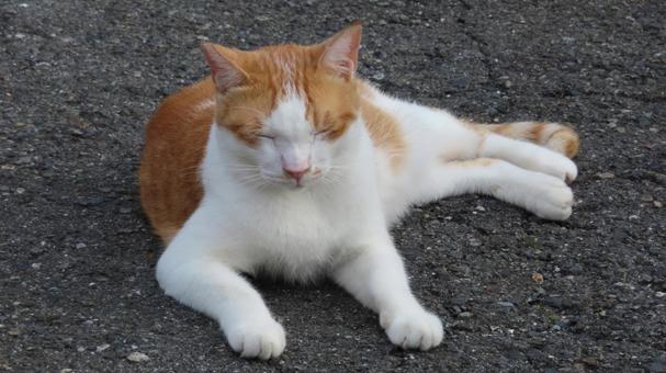 もふもふな毛並が美しい茶白の眠り猫 猫,茶白猫,茶白の写真素材