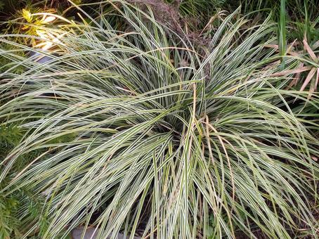 葉 葉,葉っぱ,緑の写真素材