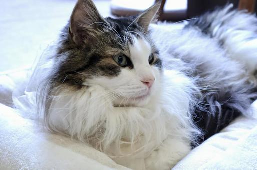 ノルウェージャン・フォレストキャット 猫 ノルウェージャン・フォレストキャット 猫の写真