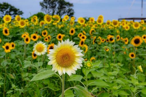 白いひまわり 白いひまわり ひまわり,長崎鼻,花とアートの岬の写真素材