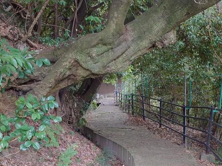 山の小道の写真