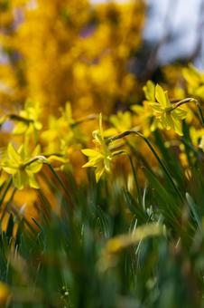 たくさんの水仙 たくさんの水仙の写真