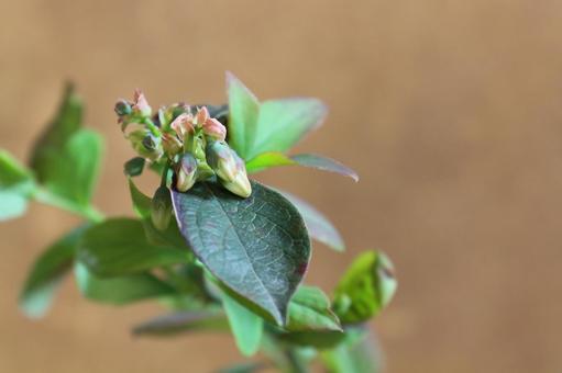 ブルーベリーの花の写真