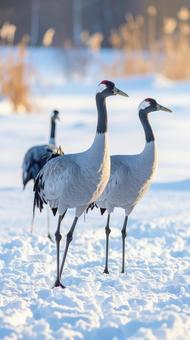雪の中に佇む優雅な鶴の写真