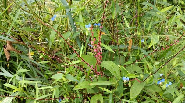 植物のミズヒキ ミズヒキ,水引,植物の写真素材