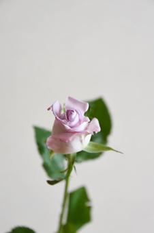 紫のばらの写真