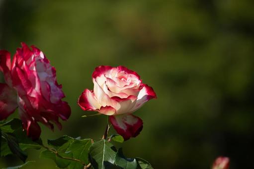 薔薇 ジュビレデュプリンスドゥモナコ1 薔薇 ジュビレデュプリンスドゥモナコ1の写真