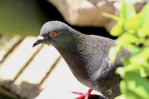 草から顔を出す鳩 草から顔を出す鳩の写真