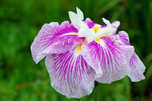 Iris Flower 25-21, JPG