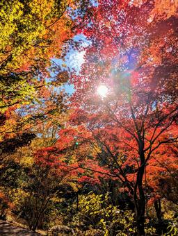 紅葉1 紅葉,黄葉,秋の写真素材