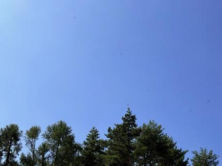 見上げると トンボ飛び交う 秋の空 01 見上げると トンボ飛び交う 秋の空 01の写真