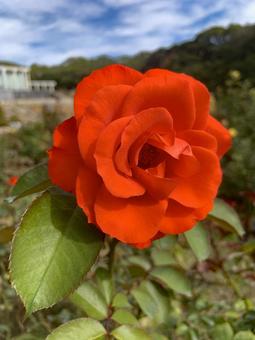 バラ　薔薇　花 バラ,薔薇,花の写真素材