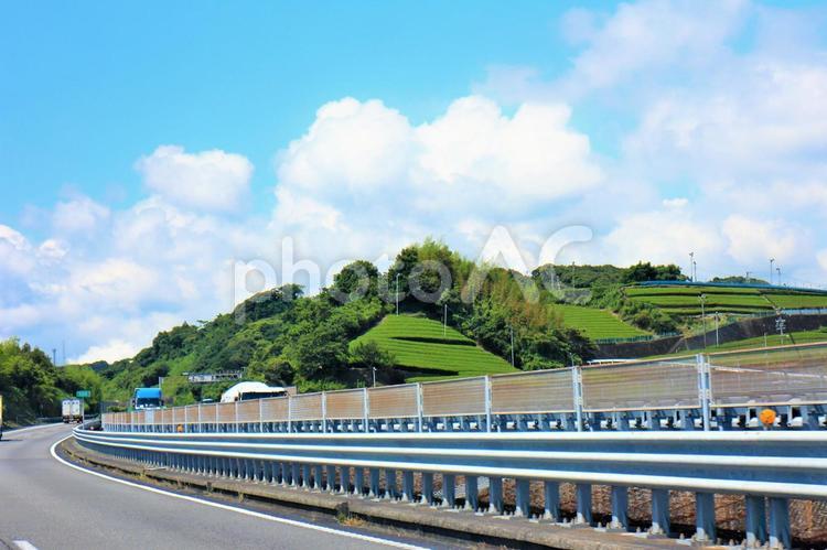 二番茶の緑鮮やか　お茶の山　湧き上がる雲の夏空 お茶,緑,鮮やかの写真素材