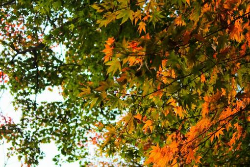 紅葉 紅葉の写真