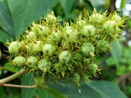 Photo, flower, fruit, mallotus japonicus, 