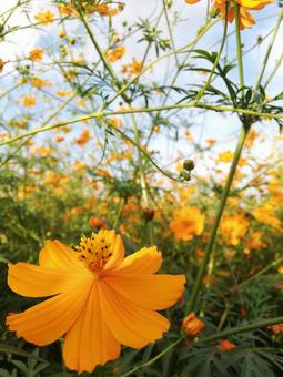 コスモス コスモスの写真