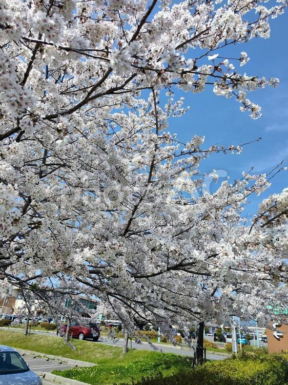 みんなの笑顔が集まる、糸貫川沿いの桜並木 桜,春,本巣市の写真素材