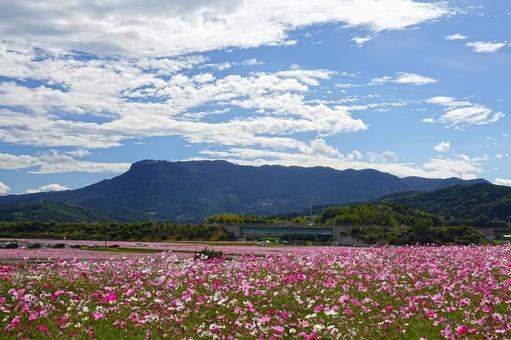ピンクのコスモスと八面山 コスモス,八面山,三光コスモス園の写真素材