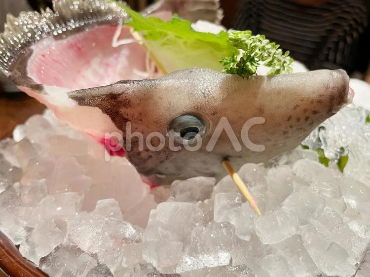かわはぎの刺身 活け造り うまづら姿造り かわはぎ,うまづら,刺身の写真素材