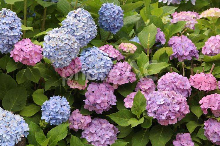 あじさい あじさい,紫陽花,アジサイの写真素材