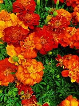 Marigold, JPG Marigold, JPG