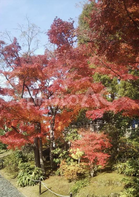 紅葉と木 紅葉,木,風景の写真素材